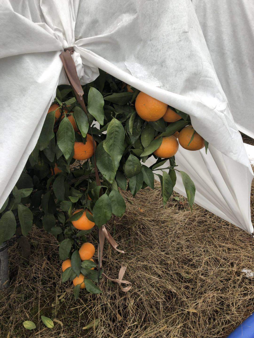 微信图片_20190102135529