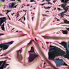 [Direct supply of the base] indoor potted flowers purifying air plant small potted plants (A90) Ji Pineapple