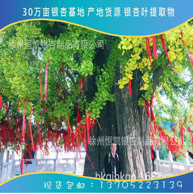 Ginkgo biloba extract 24/6 30 Ginkgo Base Pure natural Ginkgo biloba Ethanol extraction goods in stock