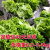 Soft -tailed lettuce seeds, lettuce seeds, seeds, vegetable seeds wholesale vegetable seed seed seed company four seasons broadcast