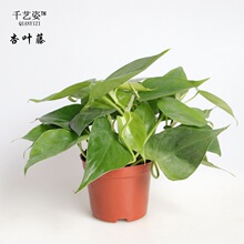 【杏叶藤】_杏叶藤品牌/图片/价格_杏叶藤批发_阿里巴巴