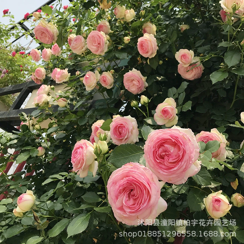 Longsha Gem Vine Rose Climbing Vine Внутреннее зеленое растение Горшечное растение Европейская Луна Четыре сезона Цветение Большая Роза Рассада цветов розы