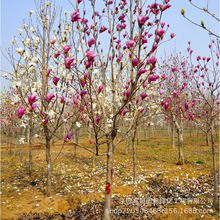 湿地绿化宝塔形紫玉兰树 1-6m株高常绿性黄玉兰 二乔玉兰园林绿化