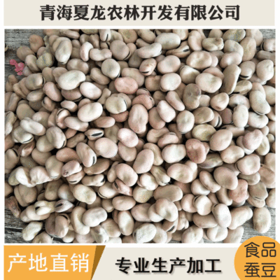 青海蚕豆  货源充足量大从优  产地供应