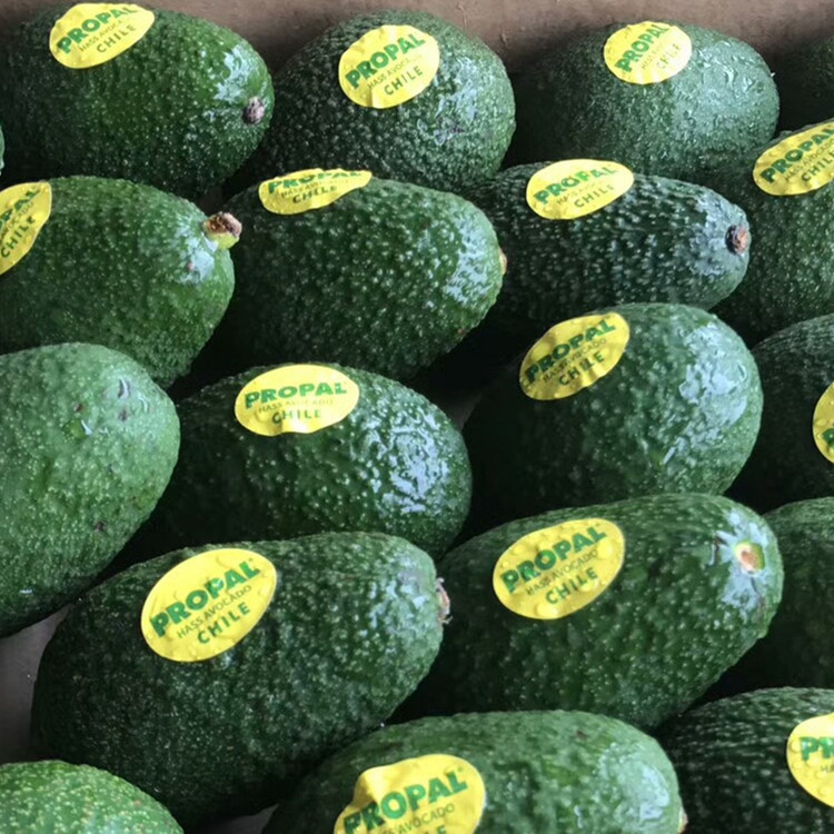 Place of Origin wholesale Chile Avocado 20-22 Beauty and health baby Complementary food wechat Business Electricity supplier A generation of fat