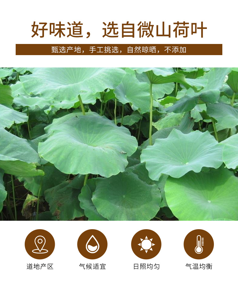 Lotus Leaf Tea (Nelumbo nucifera) — Dried Lotus Leaf Granules, 250g Can key features