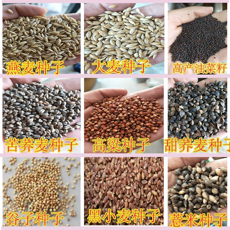 Зерновые Гречневая Семена Красный Сорго Ячмень Пшеница Triticale Овес Coix Ячмень Семена