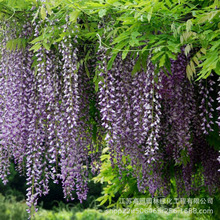 ��ܾG�����ٻ�������辰�@�־G������������ľ��Ԯֲ��