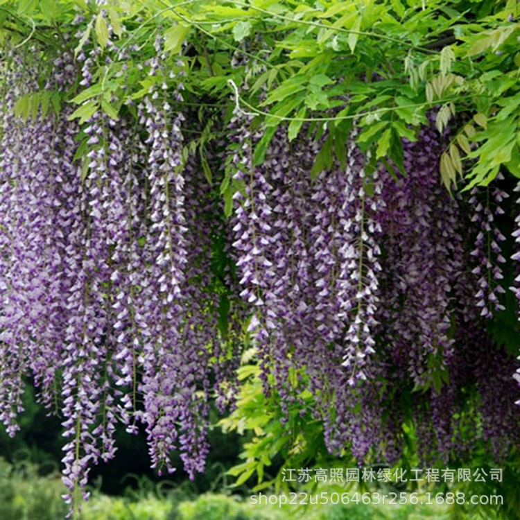 Саженцы вистерии для ландшафтного дизайна, для высадки на полках, для проектов по высадке вьющихся растений, для бонсай