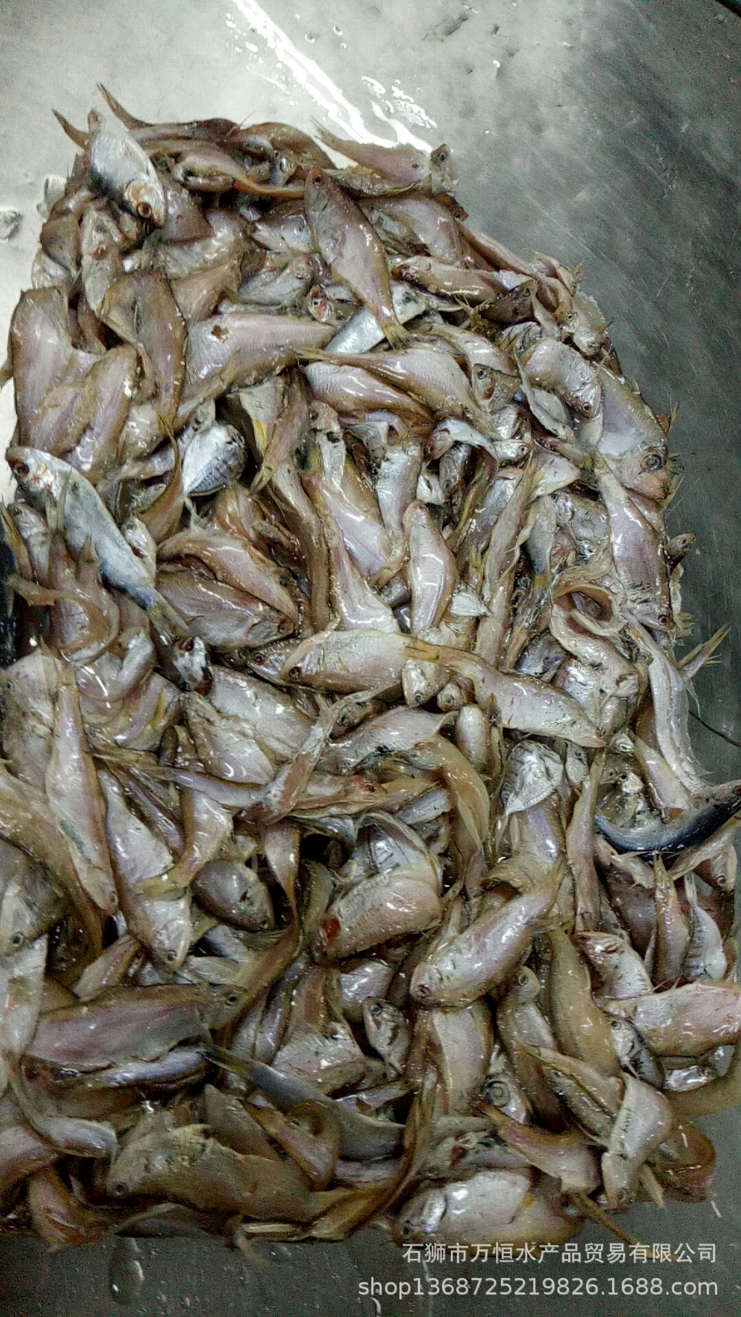 冰冻小杂鱼饲料批发,低价出售冰冻饲料鱼,冰鲜小杂鱼大量批发(第2页)_大山谷图库