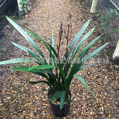 Boutique Chinese Cymbidium Potted plant Orchid seedlings Then Bloom Indoor plants Flower Pot Four seasons Evergreen Chinese Cymbidium