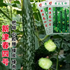 Cucumber seed cucumber seed vegetable seeds wholesale vegetable seed seed seed company