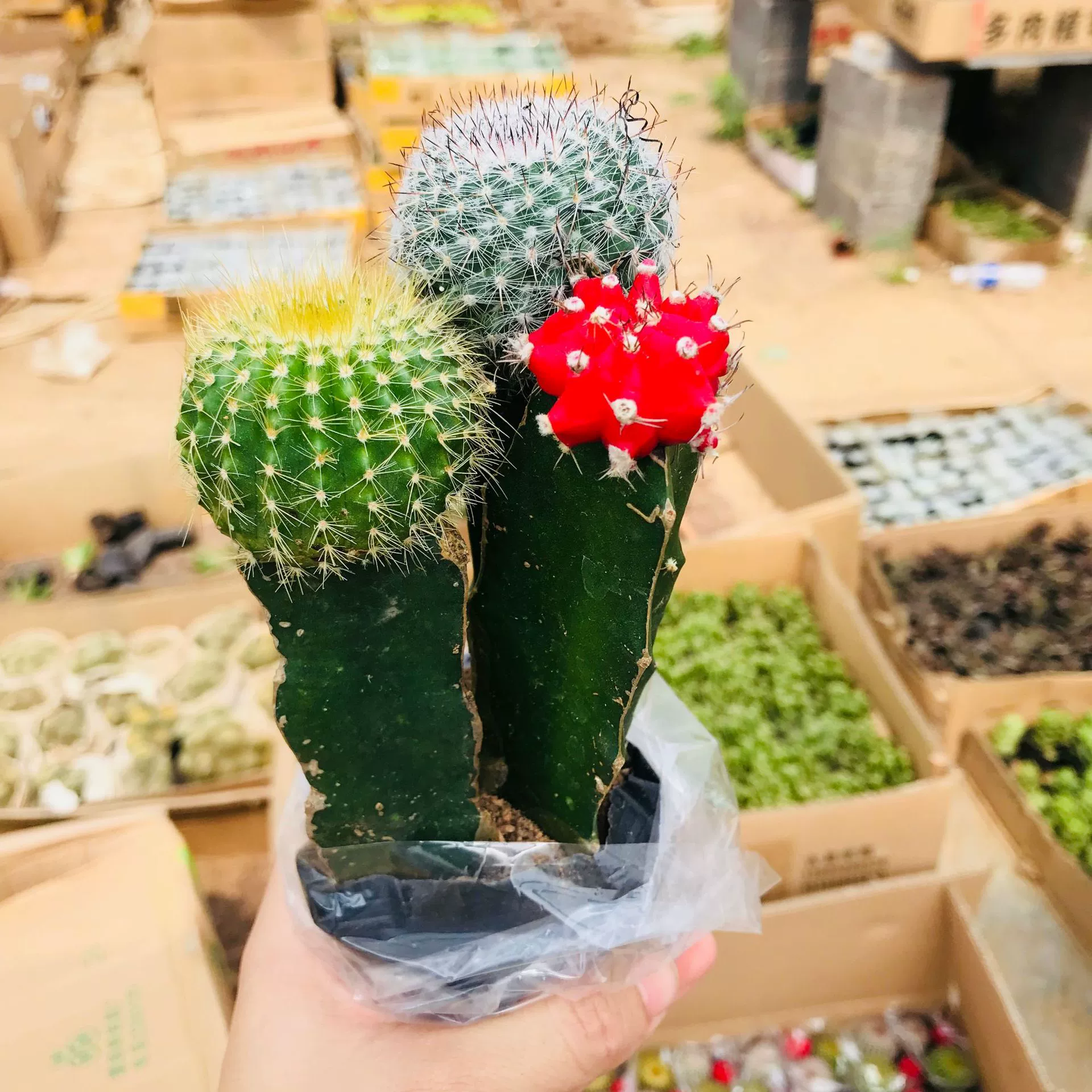 Комбинация кактуса формальдегида настольного компьютера офиса кактуса сестер цвета 3 абсорбинг в горшке 3 сестры