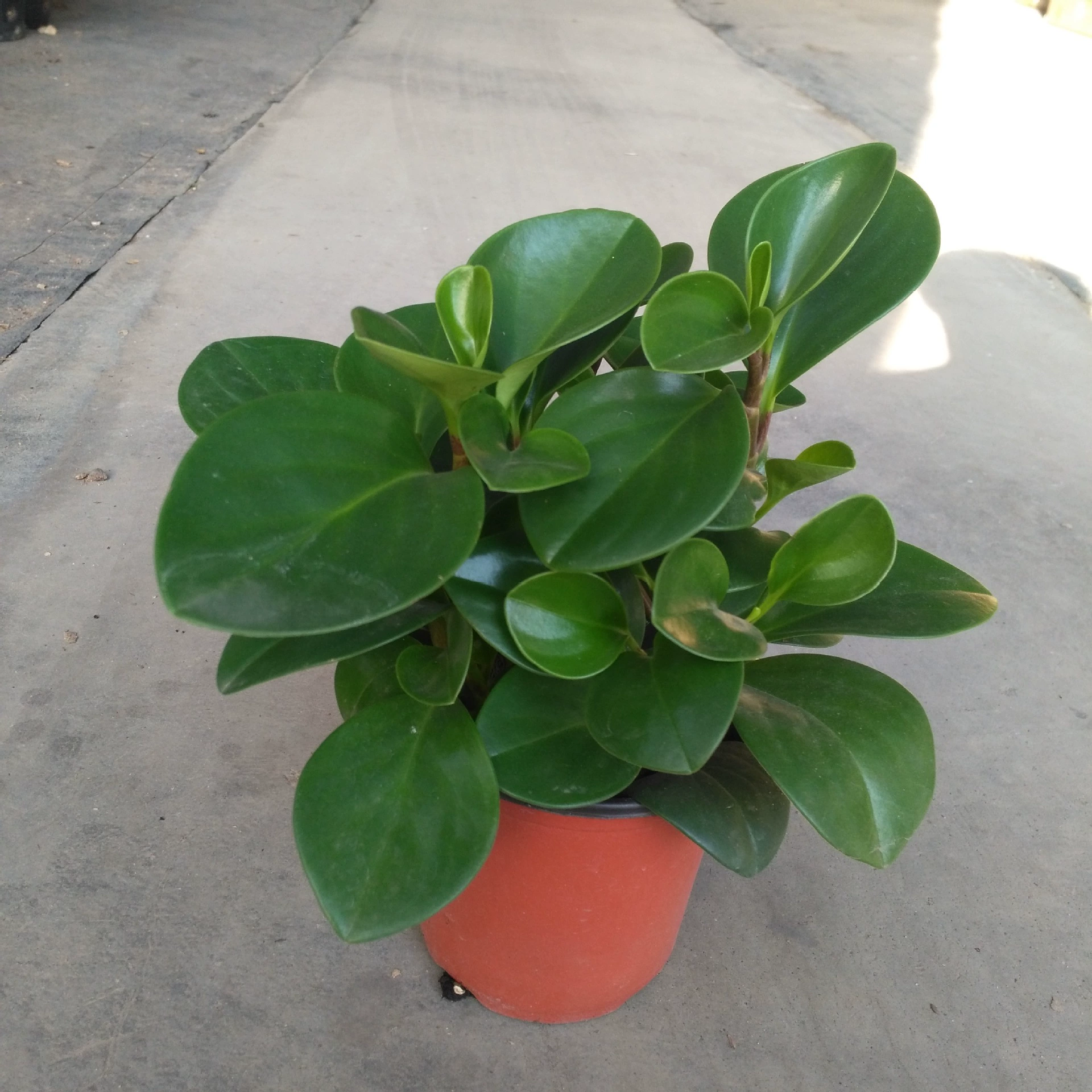 База долгосрочные поставки офис зеленый лист яшма A120 маленькие садовые цветы в горшках оптом