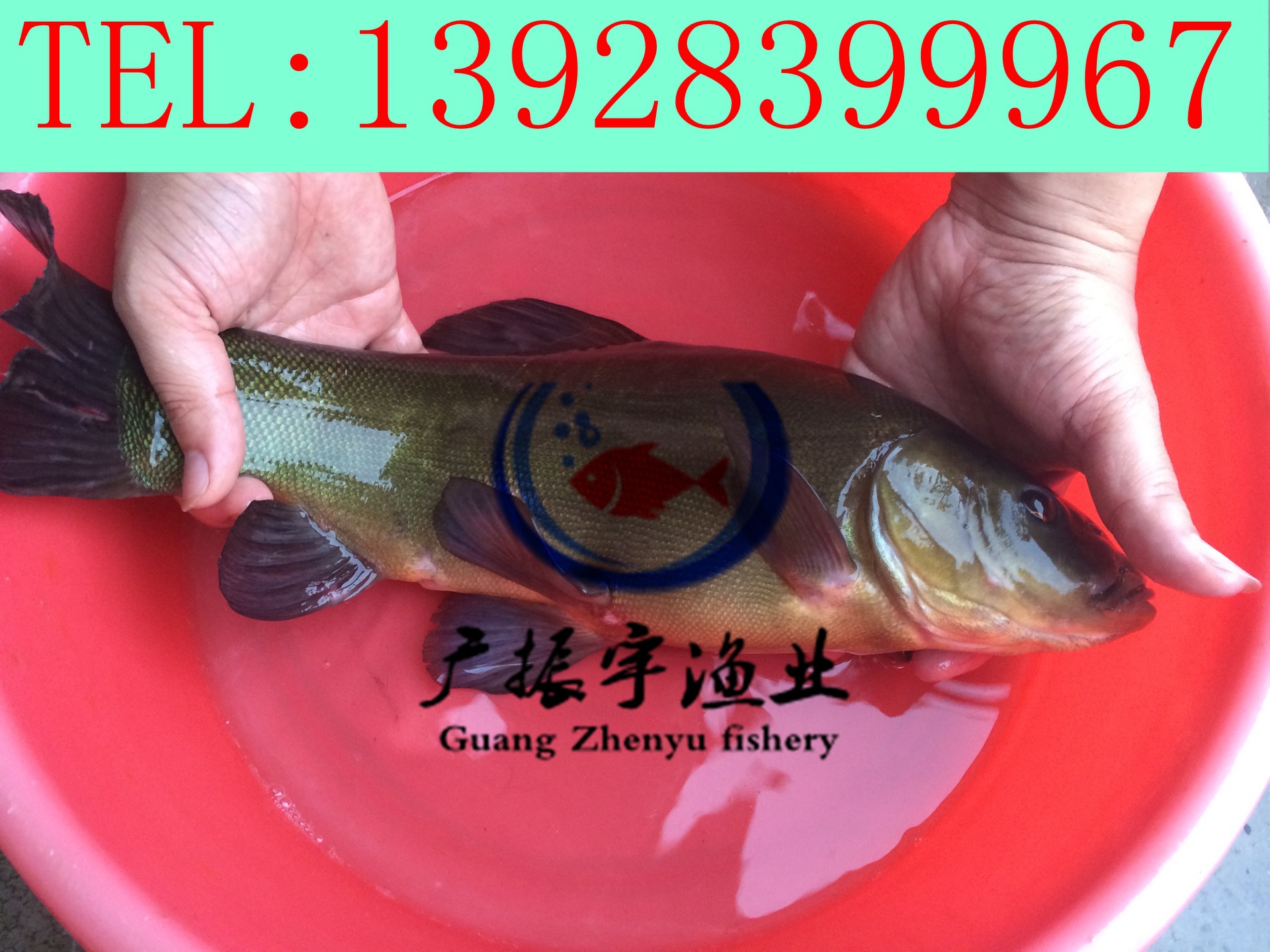 丁桂鱼