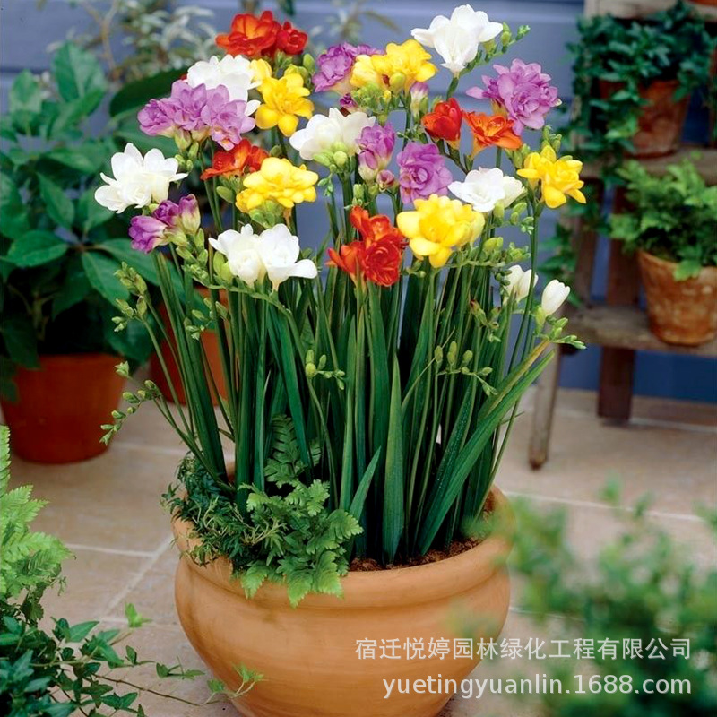 批发香雪兰种球 四季种植当年开花小苍兰种球 室内外种植洋晚香玉