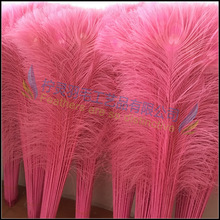 厂家现货销售粉色孔雀毛孔雀羽毛80-90cm 颜色纯正 工艺品插花