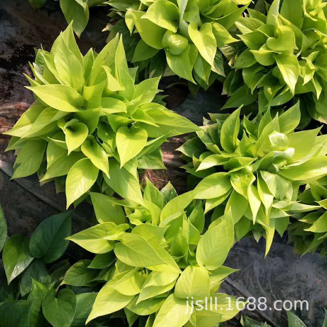 impicture_7a1b061e90959a991074