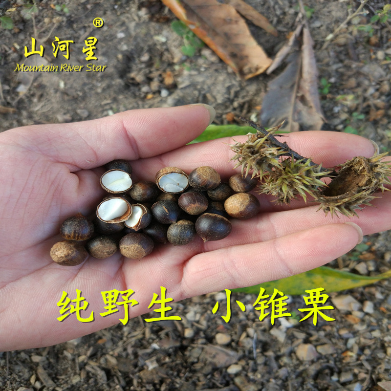 Sunward Wild fruit wild fruit Wool chestnut Chinese chestnut Vertebral child Chestnut Hazelnut Fry 2 pounds