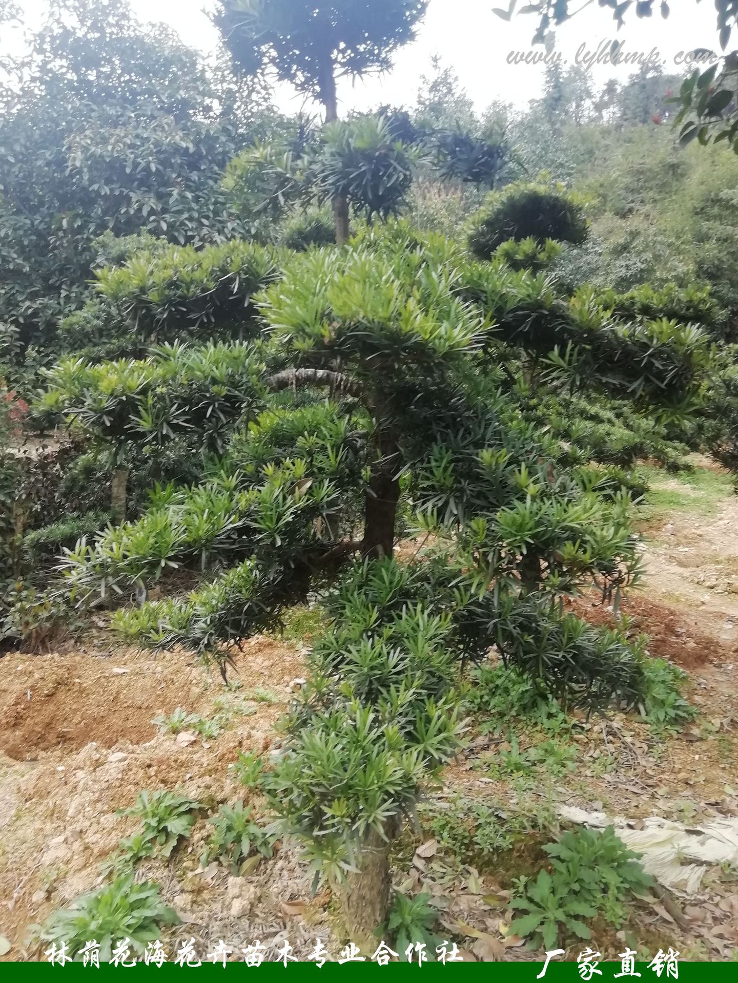 庭院常绿乔木,常绿乔木常绿阔叶,常绿乔木_大山谷图库