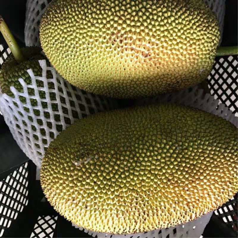 泰國巴掌榴蓮蜜2-4斤 小菠蘿蜜軟糯香孕婦新鮮熱帶水果包郵可空運