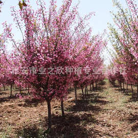 基地批发四季海棠花 庭院装饰风景苗木 街道市政工程绿化海棠树