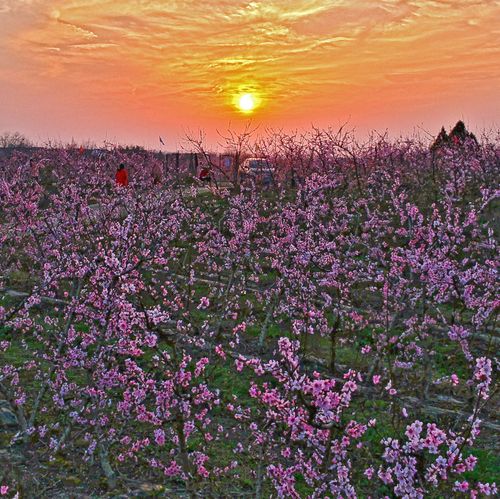 Directly sourced from the original place, first-grade refined honeycomb peach resin, can be matched with honeycomb peach resin, soap nuts, snowfawn collagen, and collagen combination.