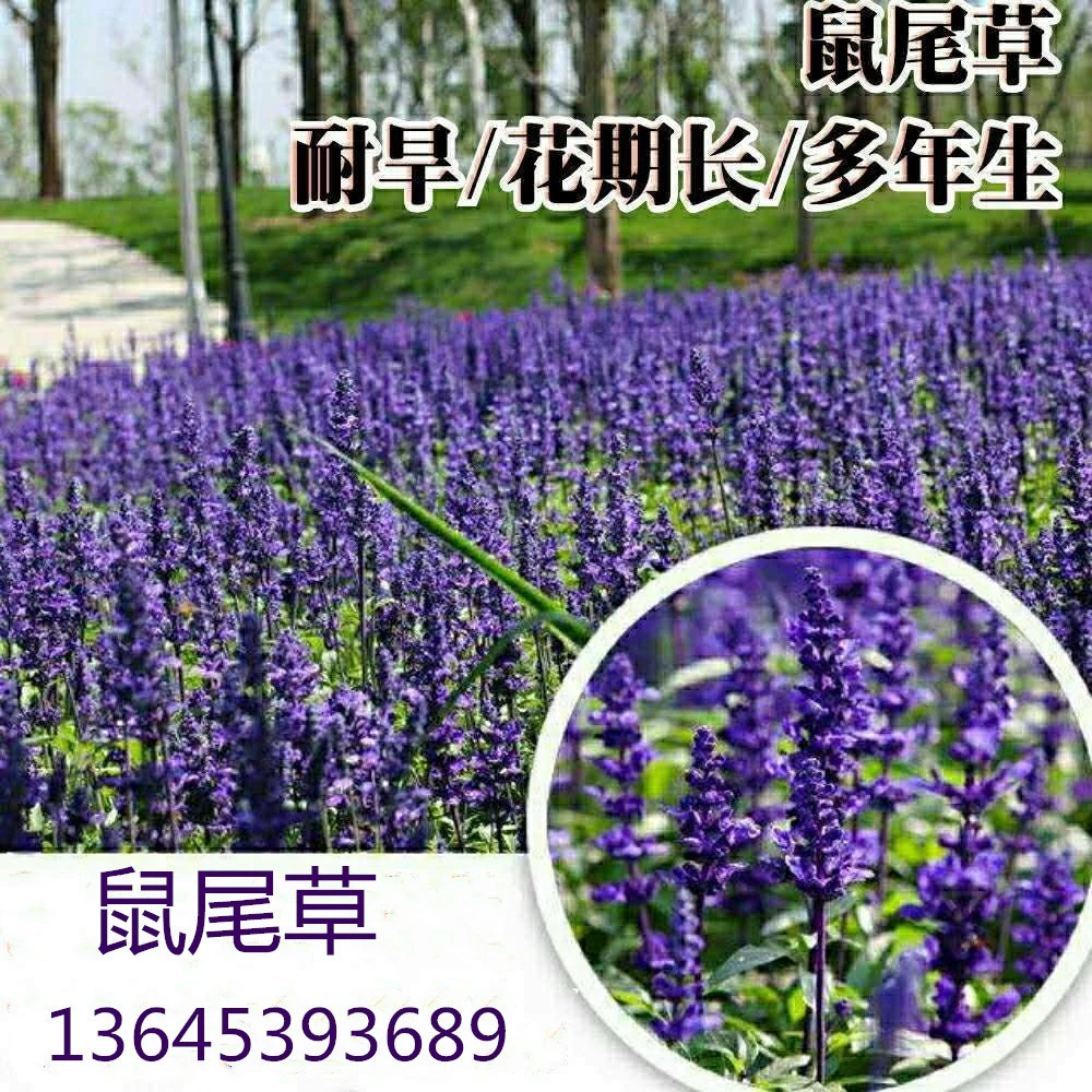 Семена синего цветка шалфея Четыре сезона посев морозостойких теневыносимых дворовых цветов и растений вид Озеленение семян синего цветка шалфея