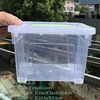 Kangshida 2075-2 2 l transparent Mini Storage Box Storage box Handle Moisture-proof High temperature resistance Debris