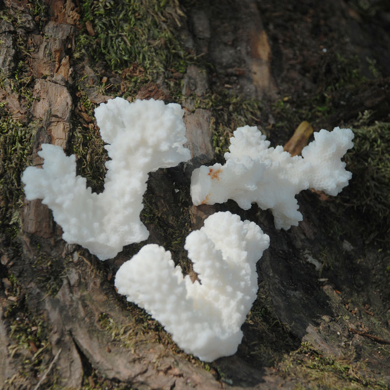 碎珊瑚枝250克 天然海底珊瑚 养鱼装饰 厂家直销批发地台装修造景|ms