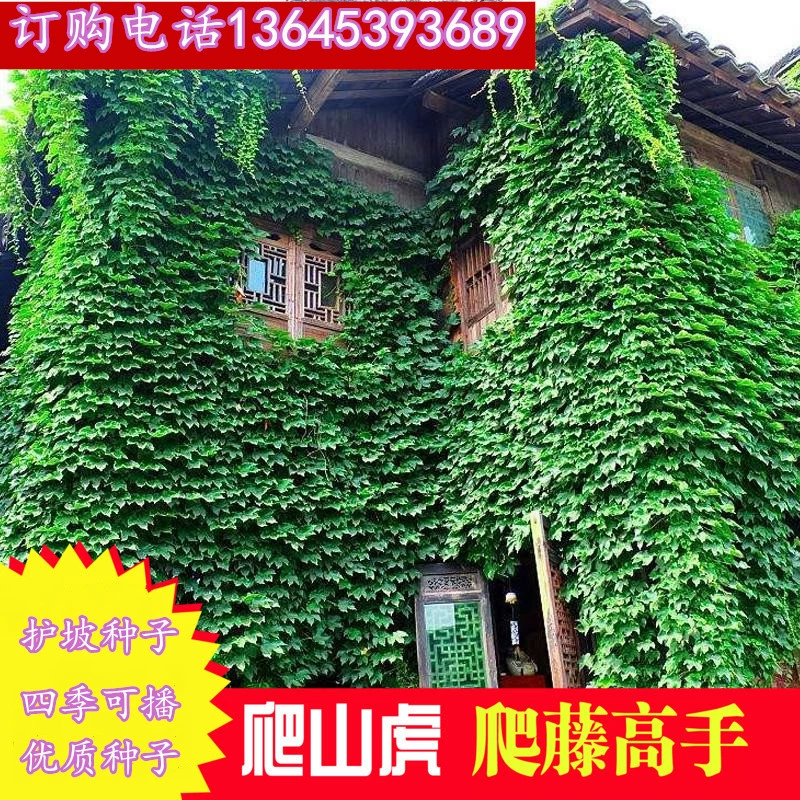 Партеноцисс Лиана Семена Защита склонов Засушливые семена Двор Виноградная лоза Озеленение Легкие живые растения Цветы Плетение Эйфория Семена