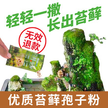 上水石吸水石盆景盆栽青苔苔藓种子孢子粉微景观铺面鲜活植物种籽