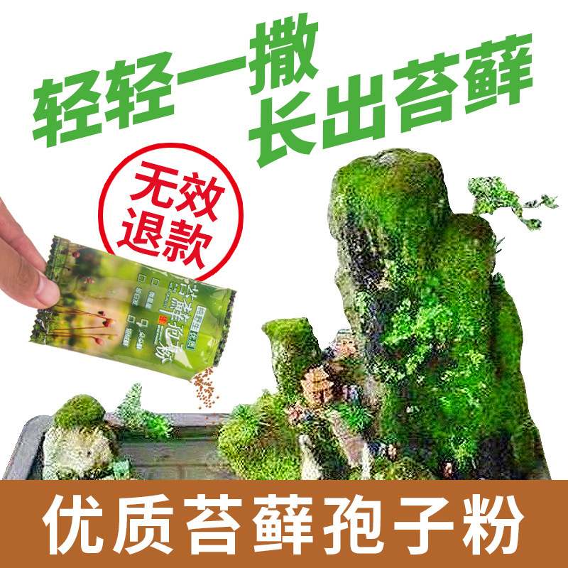 上水石吸水石盆景盆栽青苔苔藓种子孢子粉微景观铺面鲜活植物种籽