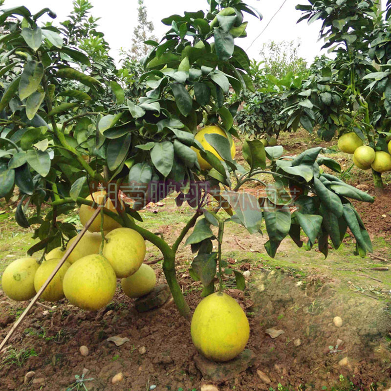 果树苗果苗红心矮晚柚苗黄心矮晚柚嫁接矮晚柚树苗一年四季有果|ms
