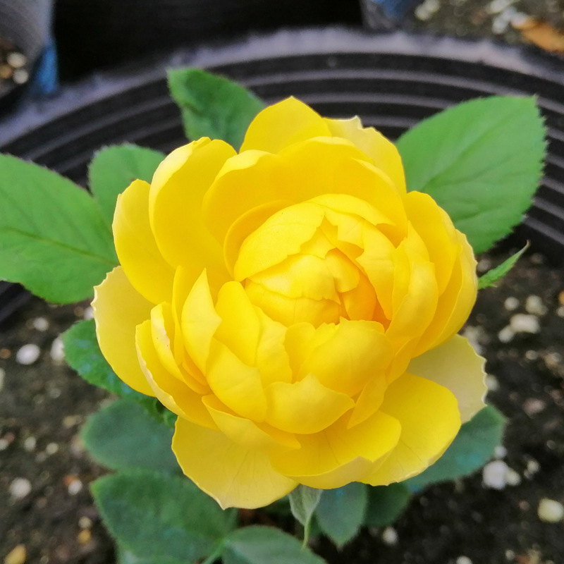 金絲雀月季花苗歐月陽台庭院盆栽四季開花卉微月綠植物大苗二年苗