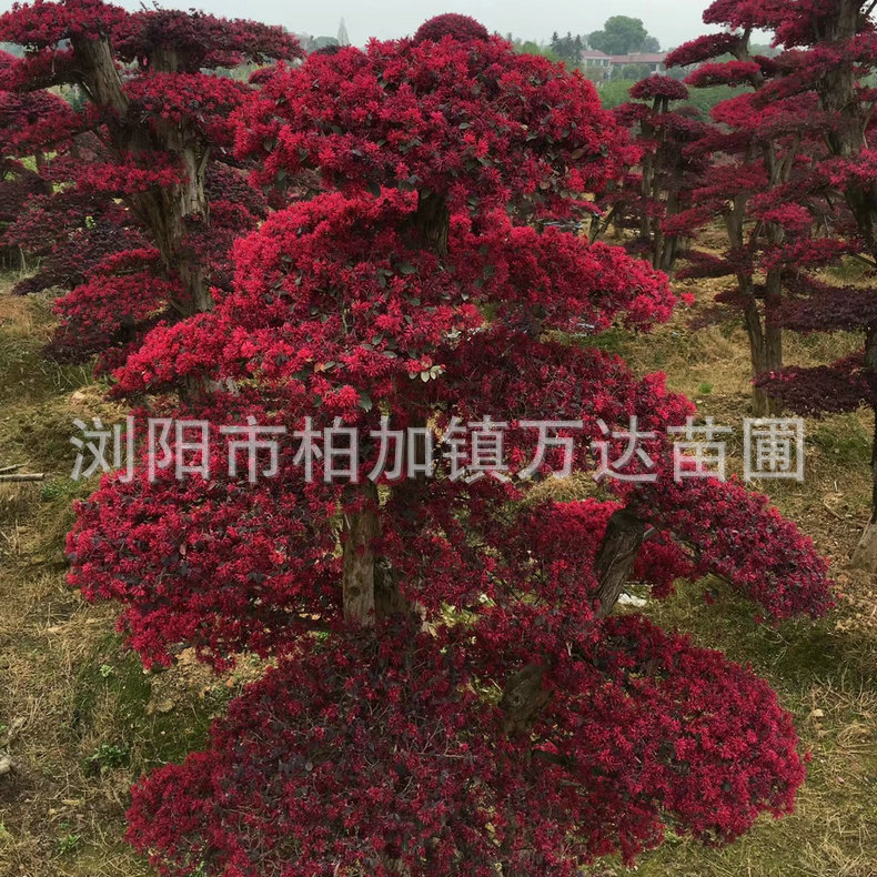 红3