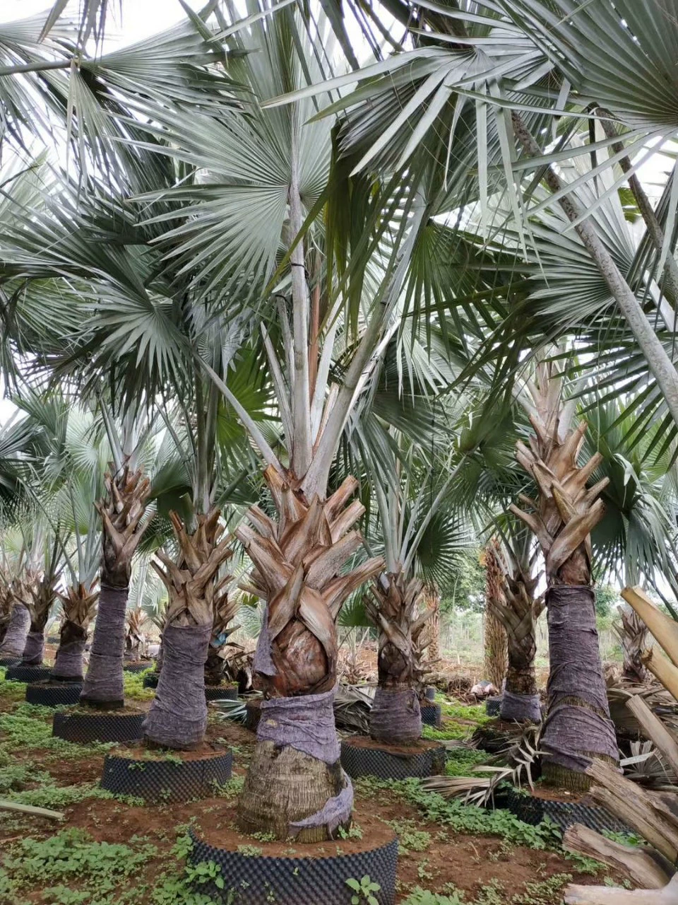 903 поставка Повелитель коричневый 2-4 м высота полюса