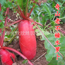 老不糠水蘿卜種子種籽紅皮水果蘿卜陽台四季盆栽春季夏季小蔬菜孑