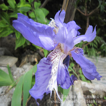 紫花鸢尾 紫花鸢尾品牌 图片 价格 紫花鸢尾批发 阿里巴巴