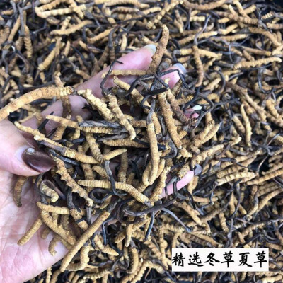 精選西藏那曲足幹冬蟲夏草精挑細選曬幹蟲草 無牙簽無斷草 3000條