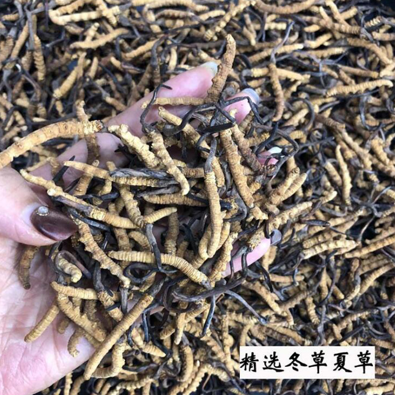 精選西藏那曲足幹冬蟲夏草精挑細選曬幹蟲草 無牙簽無斷草 3000條