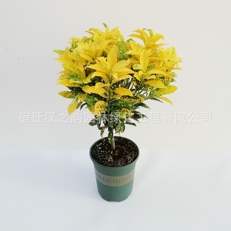 洒金变色木变叶木植物盆栽室内驱蚊绿植吸甲醛净化空气四季常青|ms