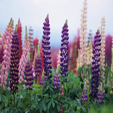 厂家批发花卉种子鲁冰花种籽羽扇豆观赏植物花海景观品种齐全量大