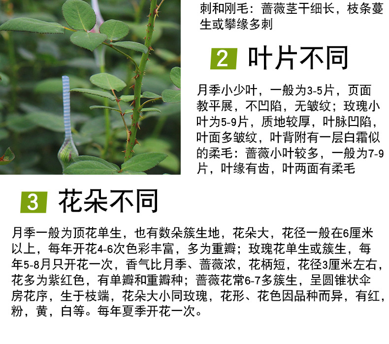 粉色荔枝玫瑰苗_12