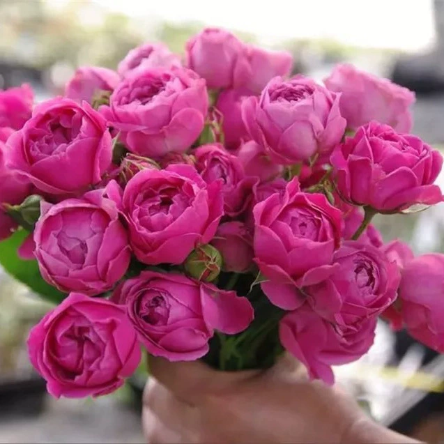 Голландский балкон Миниатюрная рассада роз Фиолетовый туман Пузырь Четыре сезона Цветущая рассада роз Разноцветочные растения Садовые цветы