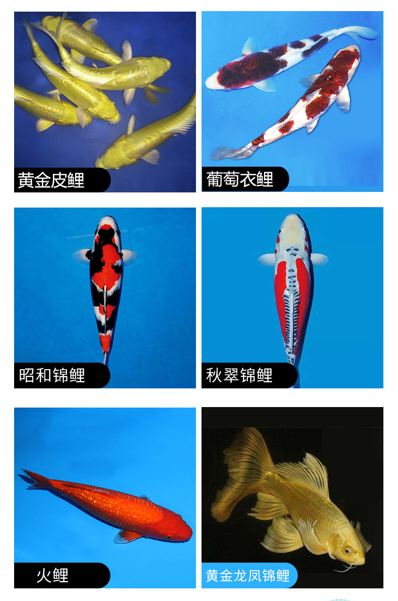 大量批发锦鲤鱼苗观赏鱼苗 秋翠锦鲤