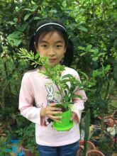 夜来香花苗 夜来香花苗品牌 图片 价格 夜来香花苗批发 阿里巴巴