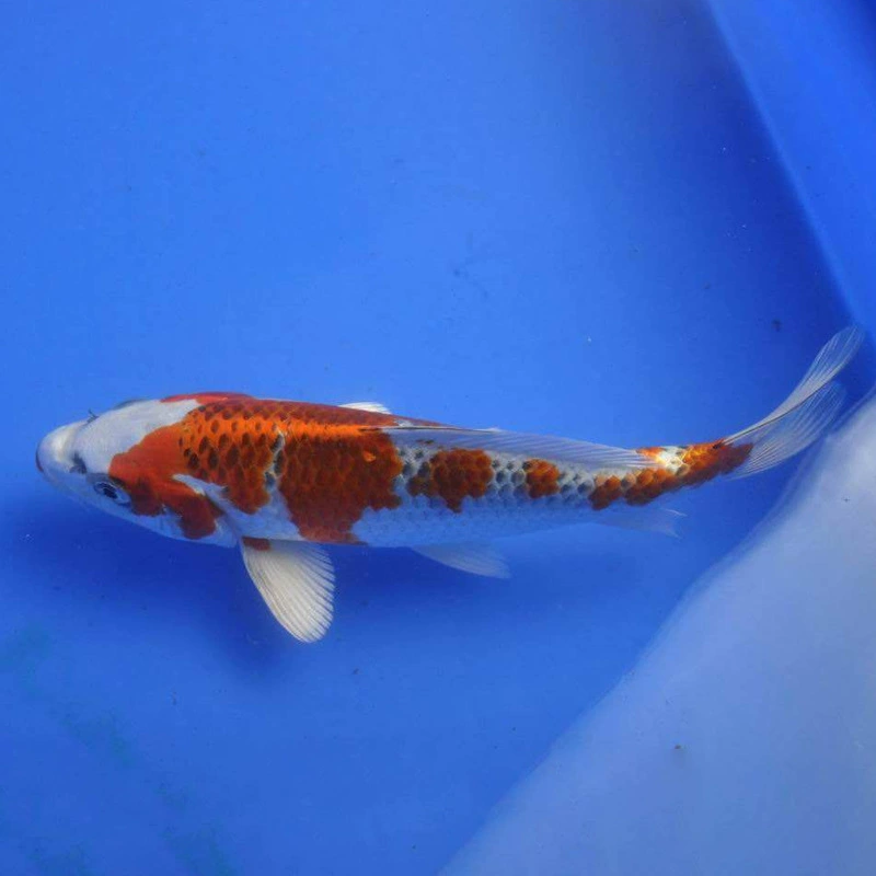 Смотреть кои поколение Шанхая живых кои рыба жарить оптом и в розницу пресноводный Павлин животное кои