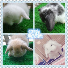 Xi Yuan Meng vật nuôi vật nuôi thỏ vật nuôi nhỏ sống lop nắp mặt mèo sống thỏ Dwarf gói một thế hệ các chất béo Hamster, thỏ, chim