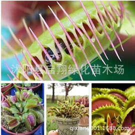 盆栽花卉植物种子 食虫草 捕蝇草种子 驱蚊植物种子 夏季除虫草